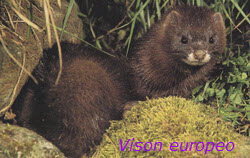 Re: Plaga de visones en el Orbigo